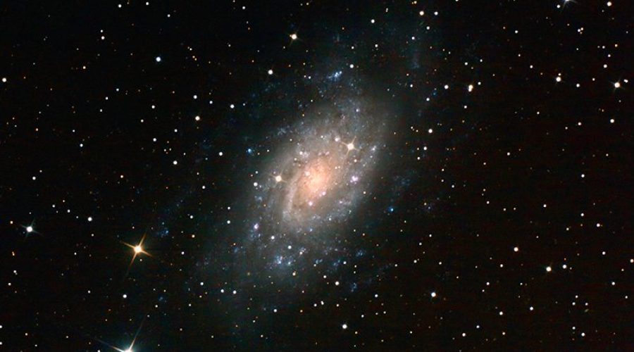 n2403_oliv